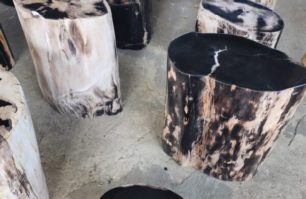 Understanding Petrified Wood Indonesia Quality Types and Uses