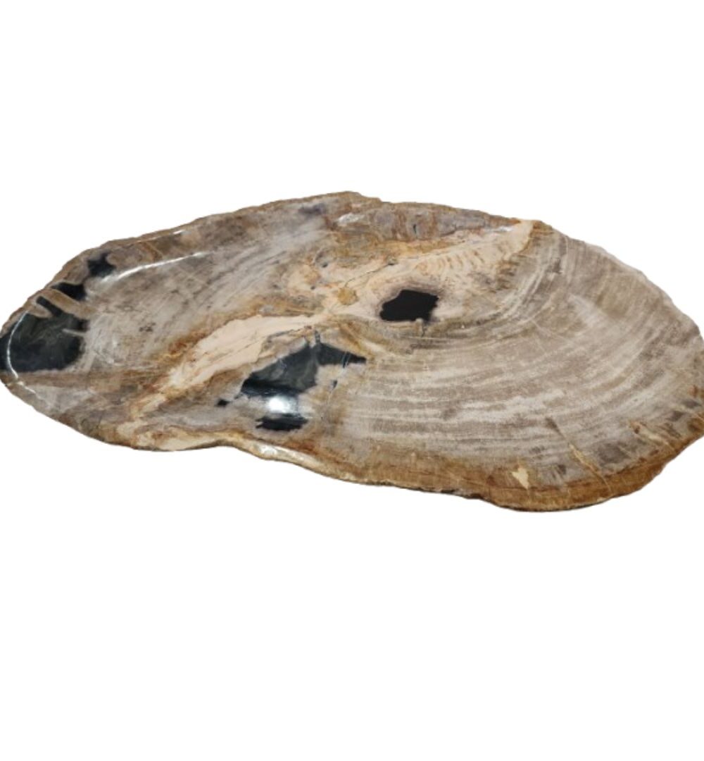 Natural Petrified Plate - PL037