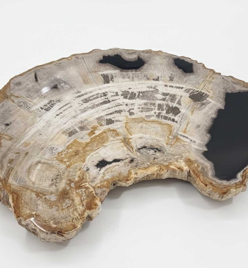 Natural Petrified Plate - PL023