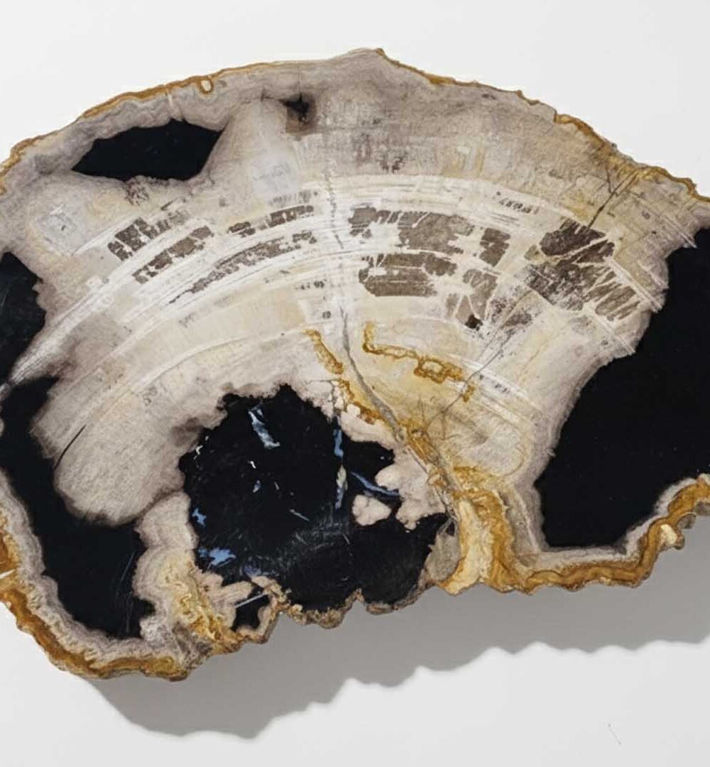 Natural Petrified Plate - PL022