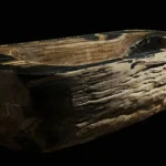1.7 Million USD Worth of Petrified Wood Bathtub