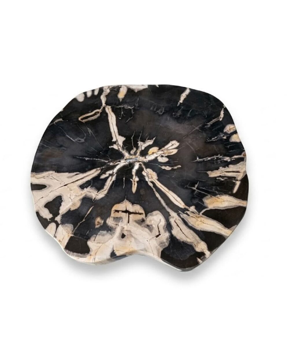 Petrified Wood Coffee Table – TB086