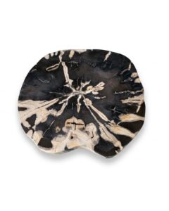 Petrified Wood Coffee Table – TB086