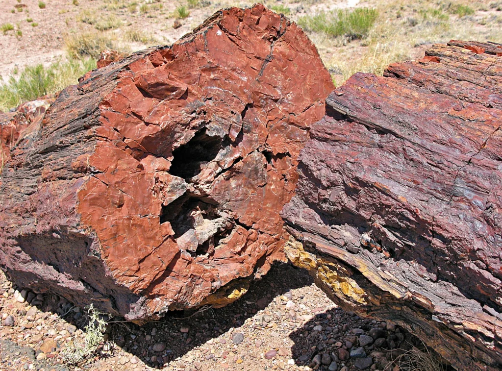 What Is Petrified Wood?