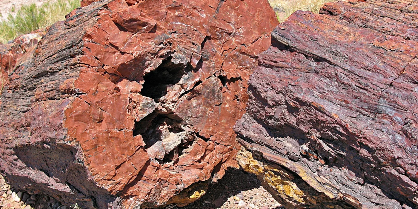 What Is Petrified Wood?