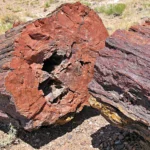 What Is Petrified Wood?