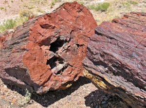 What Is Petrified Wood?