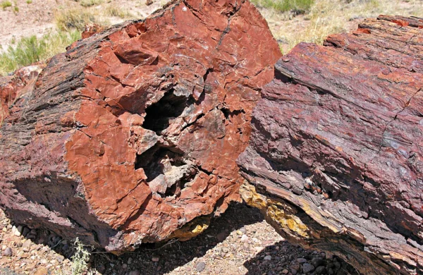 What Is Petrified Wood?