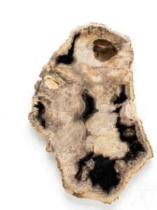 Petrified Natural Plate